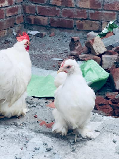 white bantam pair available
