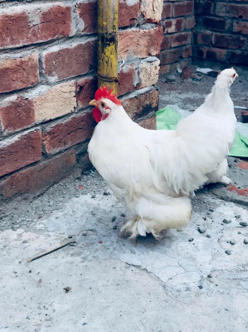 white bantam pair available — photo 2