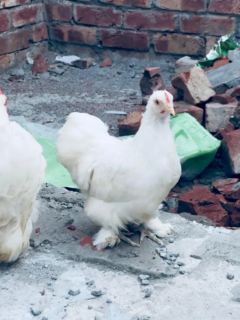 white bantam pair available — photo 3