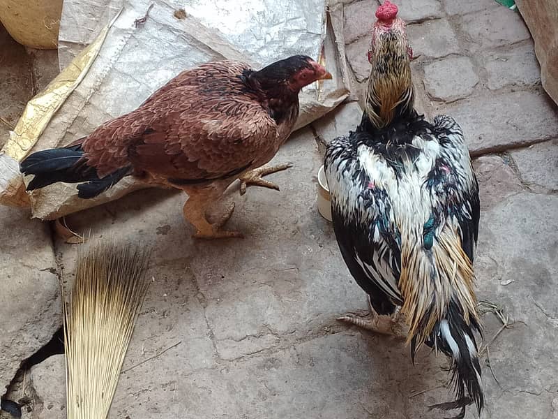 Aseel (Pair) 2