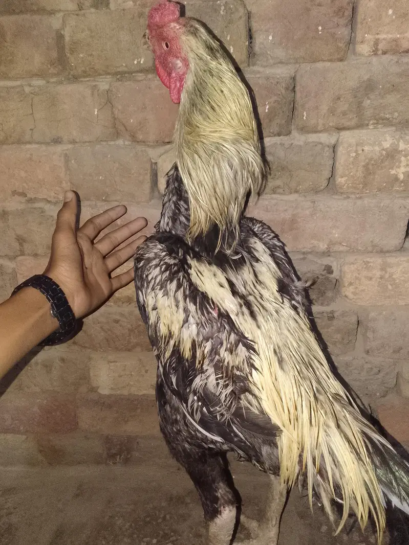 Aseel (Pair) — photo 4
