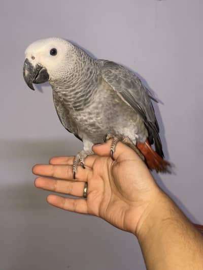 African grey jambo size