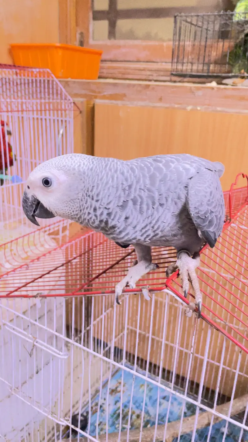 African grey jambo size — photo 2