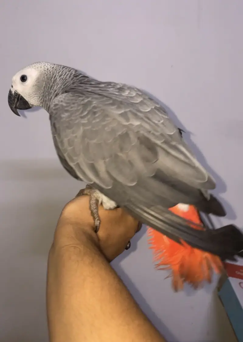 African grey jambo size — photo 3