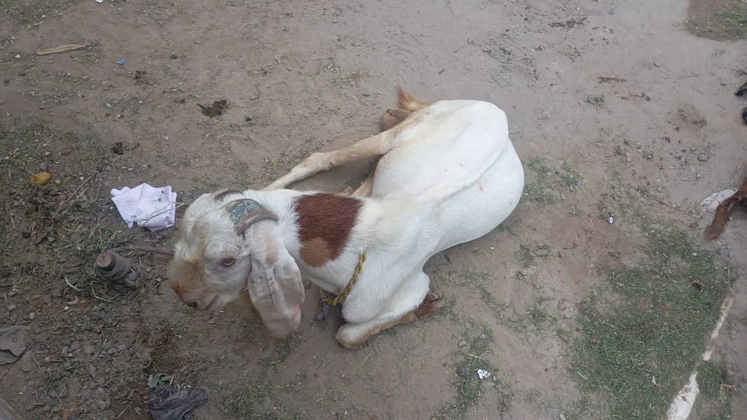 Beetal Bakra 1