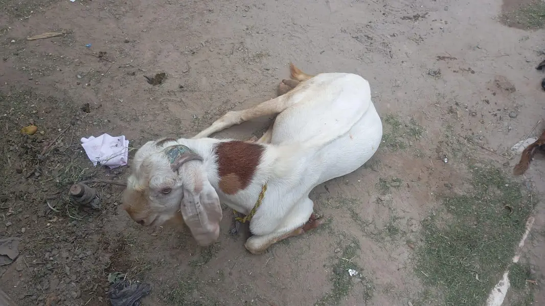 Beetal Bakra — photo 2