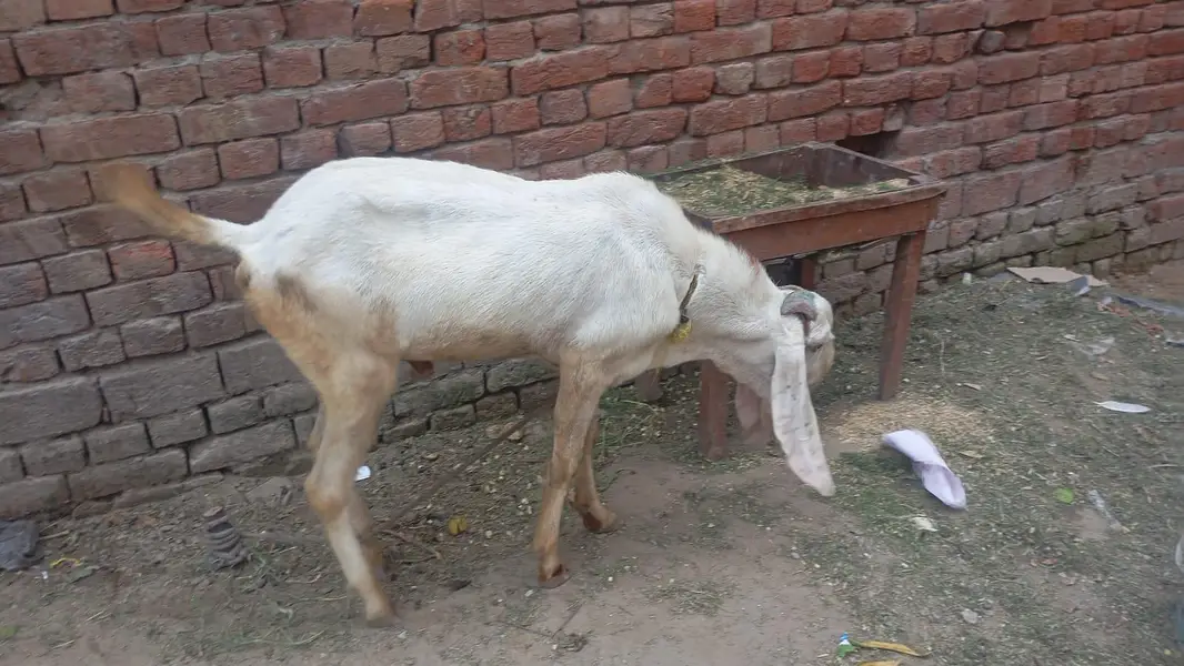 Beetal Bakra — photo 3