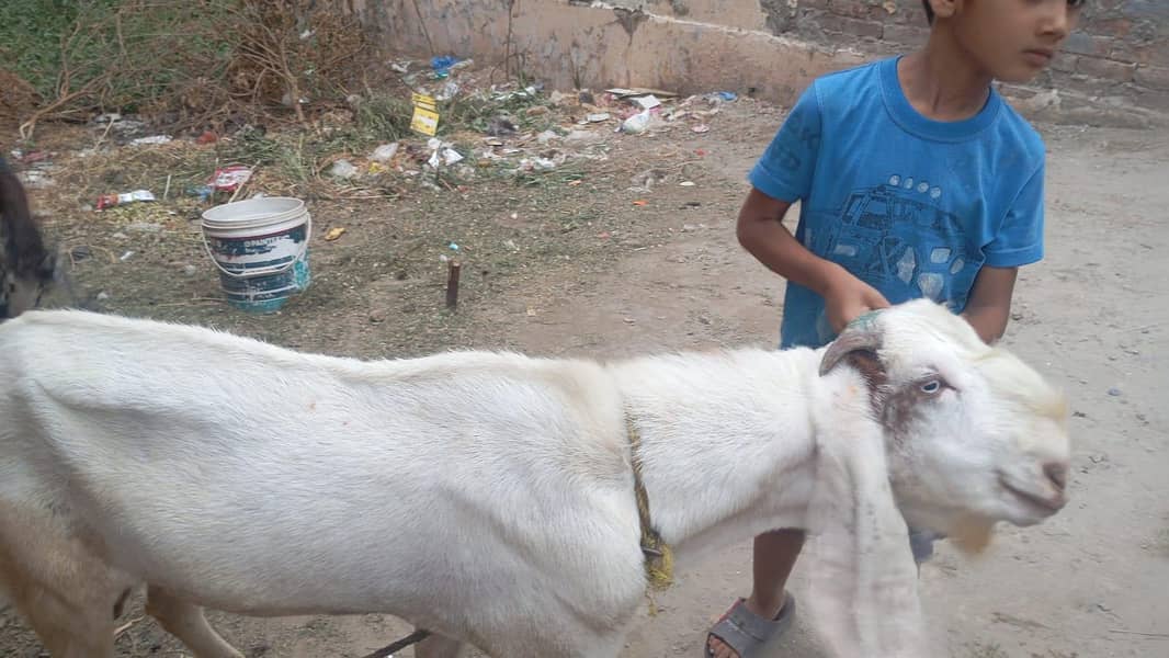 Beetal Bakra 3