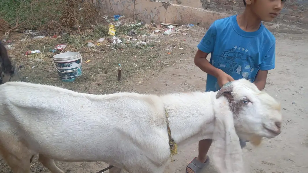 Beetal Bakra — photo 4