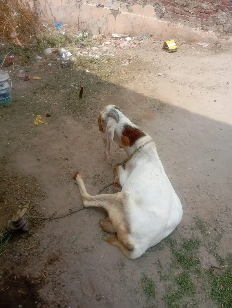 Beetal Bakra — photo 5