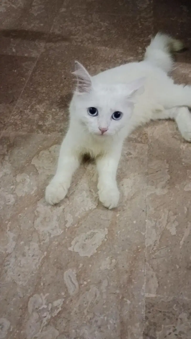 Persian cat pair available for sale.