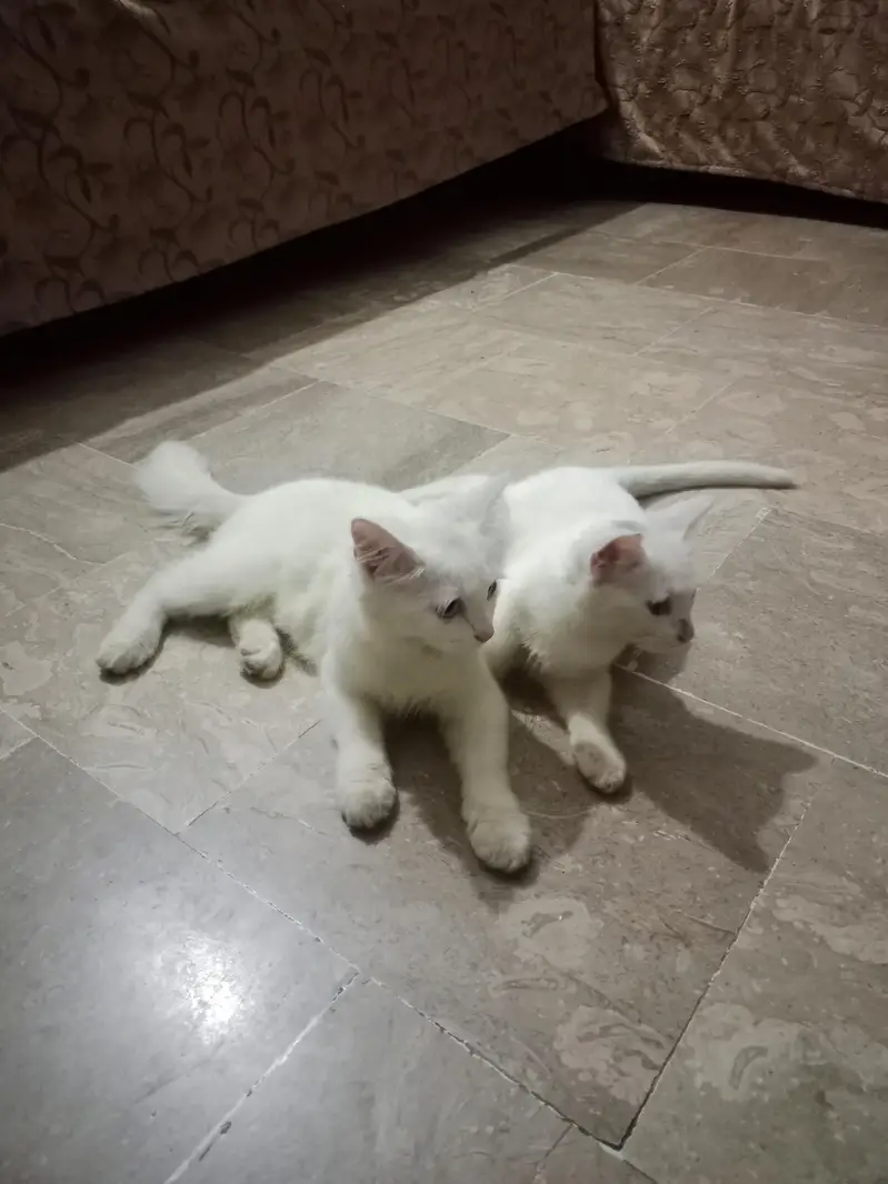 Persian cat pair available for sale. — photo 2