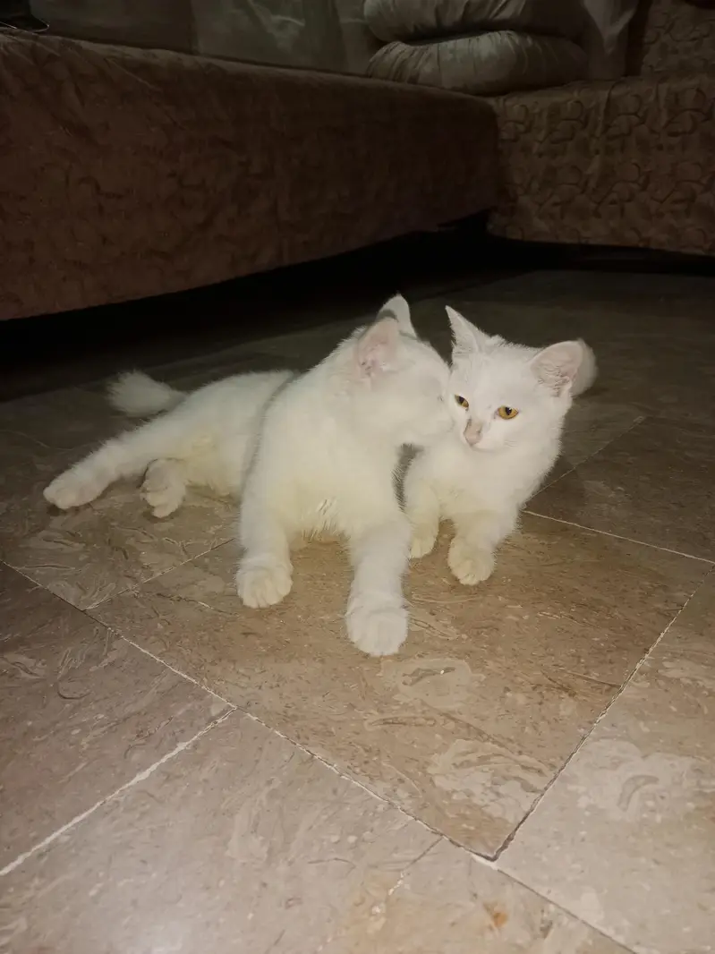 Persian cat pair available for sale. — photo 3