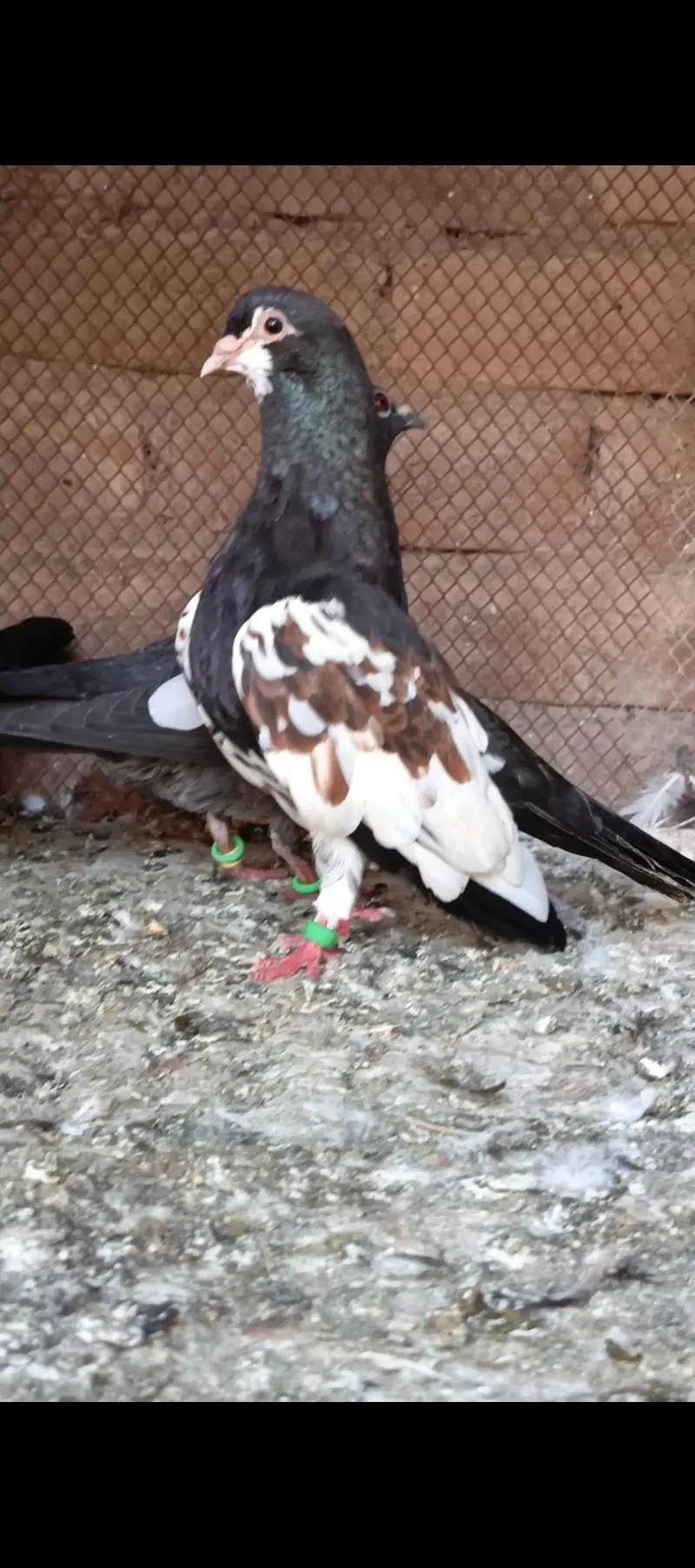 breeder pigeons