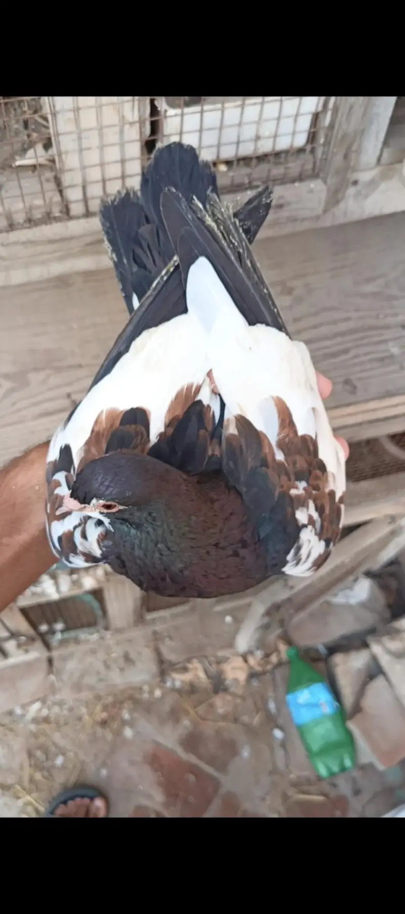 breeder pigeons — photo 2