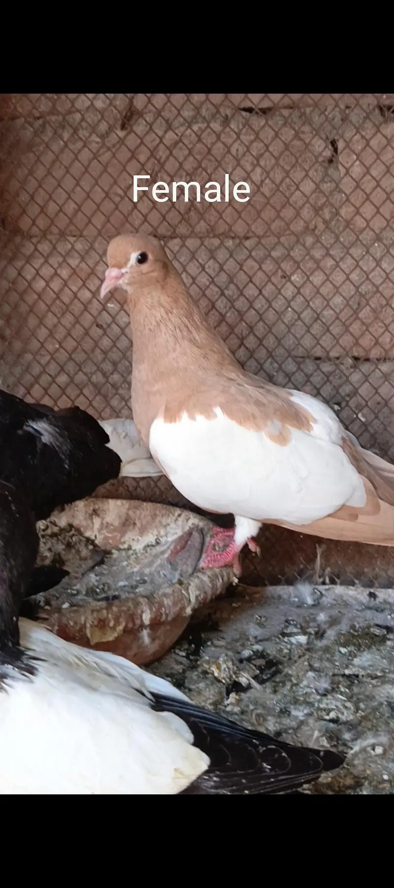 breeder pigeons — photo 3