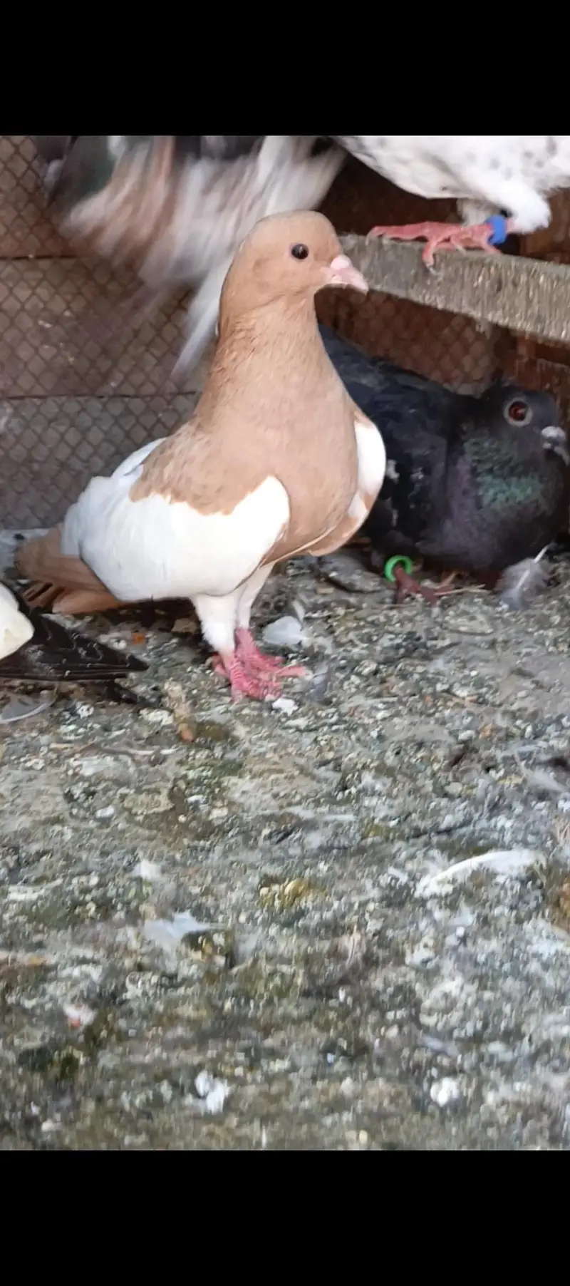 breeder pigeons — photo 4