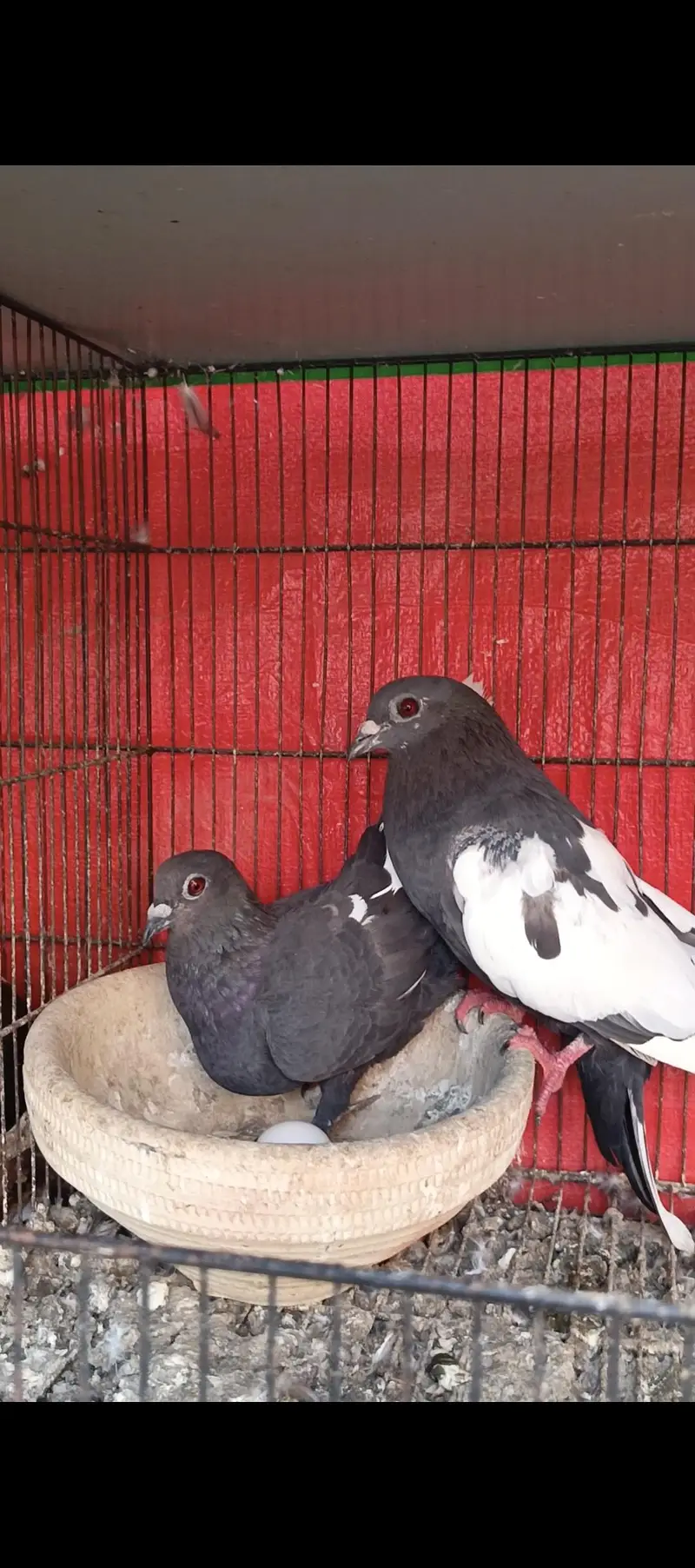 breeder pigeons — photo 5