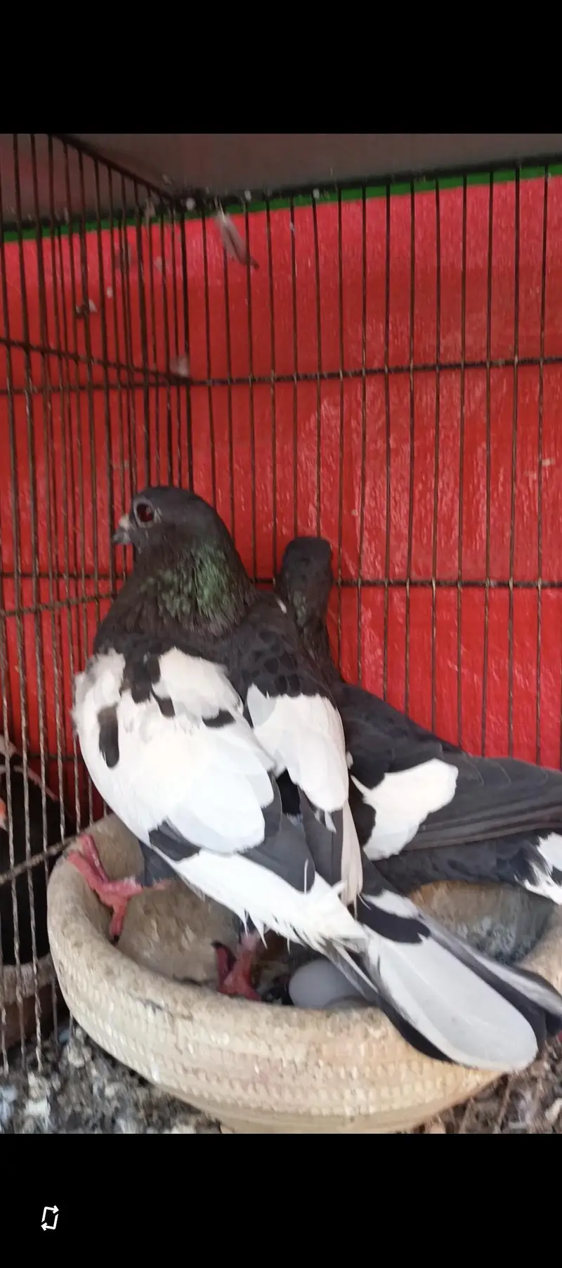 breeder pigeons — photo 6