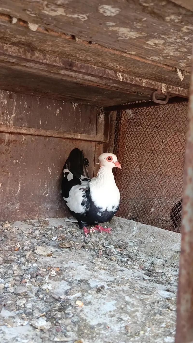 breeder pigeons — photo 8