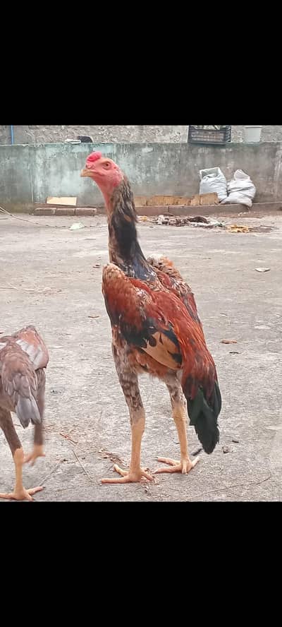 king shamo male