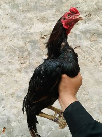 Aseel Hen