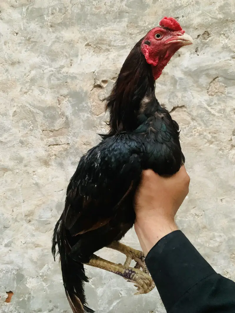 Aseel Hen — photo 2