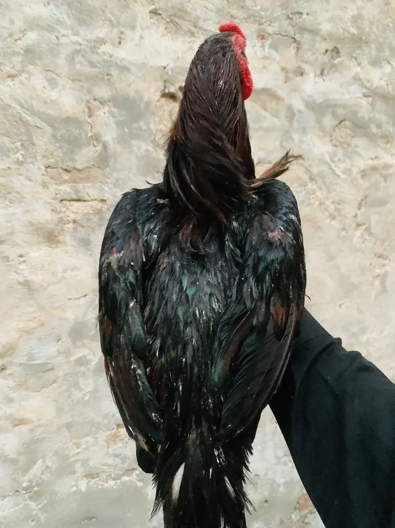 Aseel Hen — photo 3