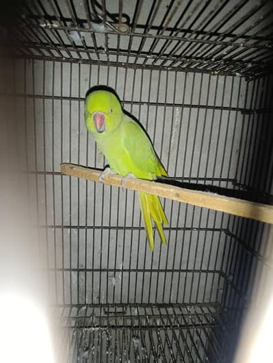 green parrot breeder female