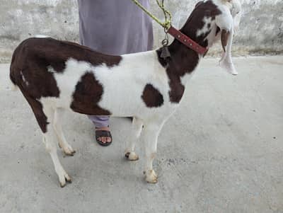 Rajan Puri Abluck goat