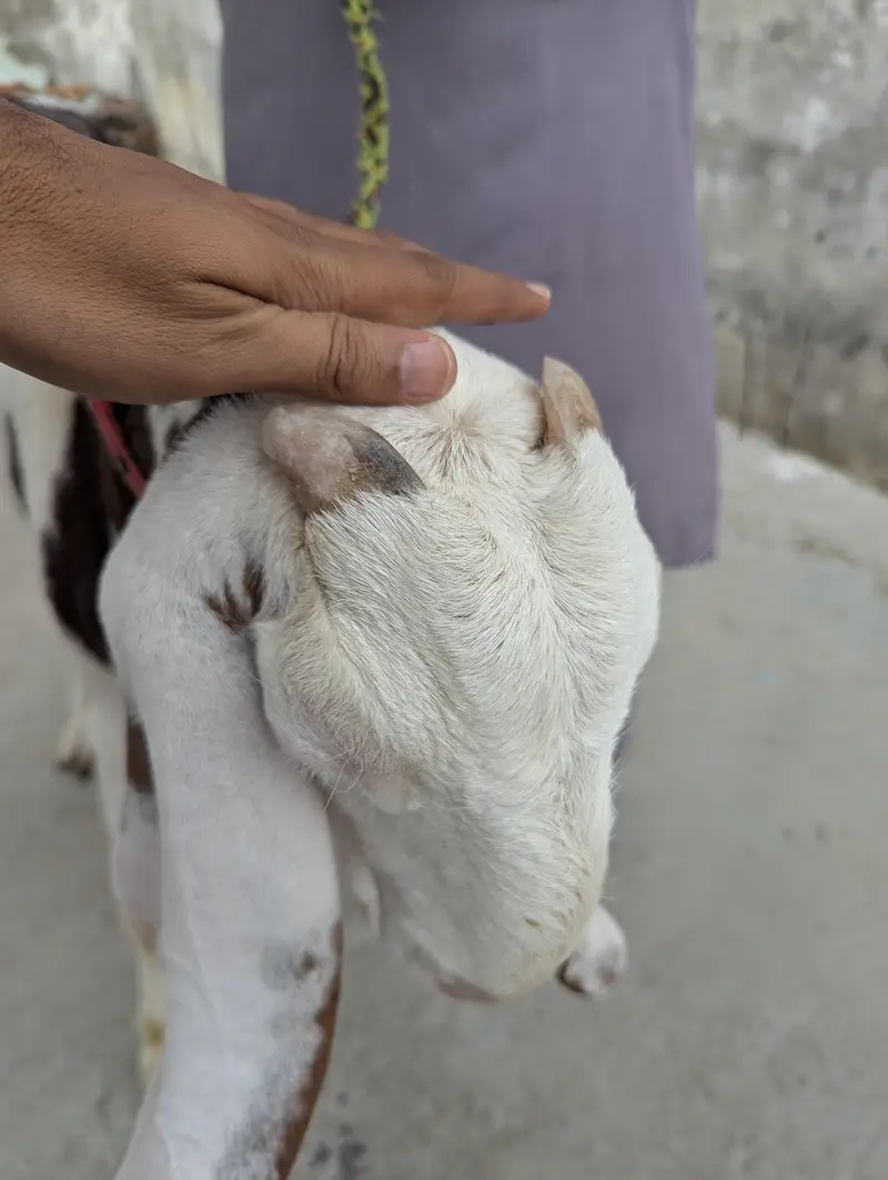 Rajan Puri Abluck goat — photo 2