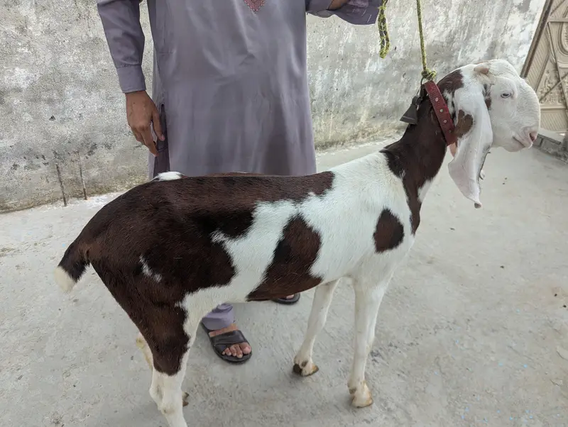 Rajan Puri Abluck goat — photo 3