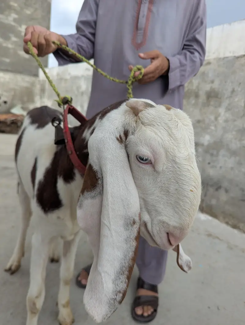 Rajan Puri Abluck goat — photo 4