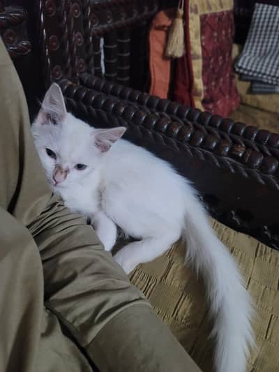 White persion  double coat cute baby male