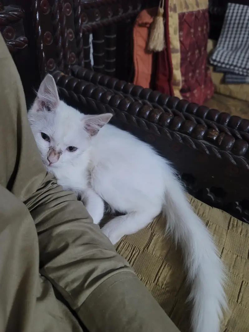 White persion  double coat cute baby male