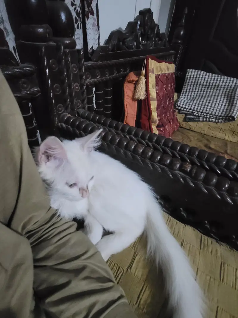White persion  double coat cute baby male — photo 2