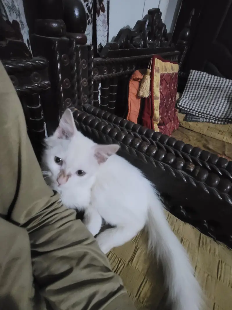 White persion  double coat cute baby male — photo 3