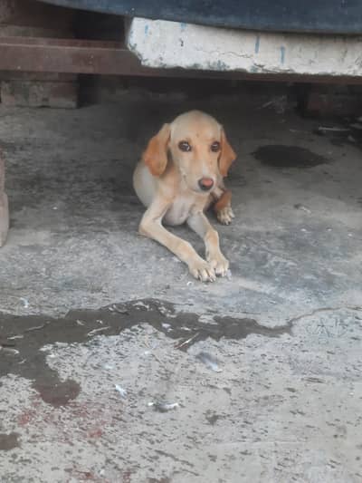 labra male puppy