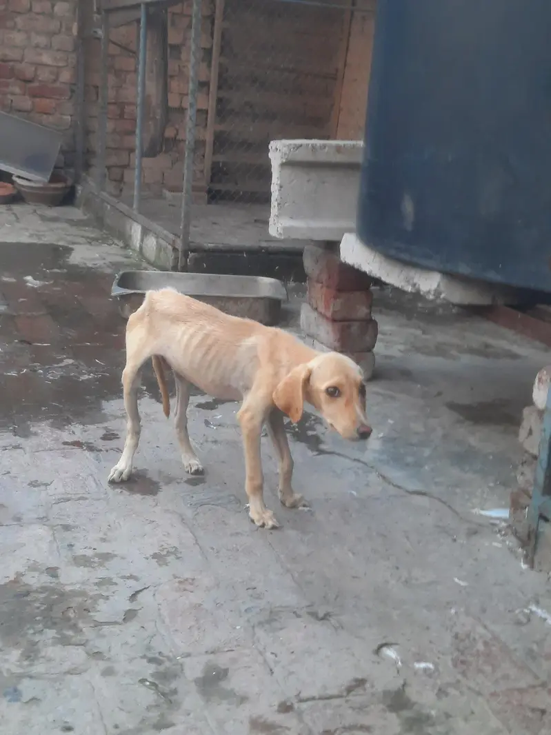 labra male puppy — photo 2