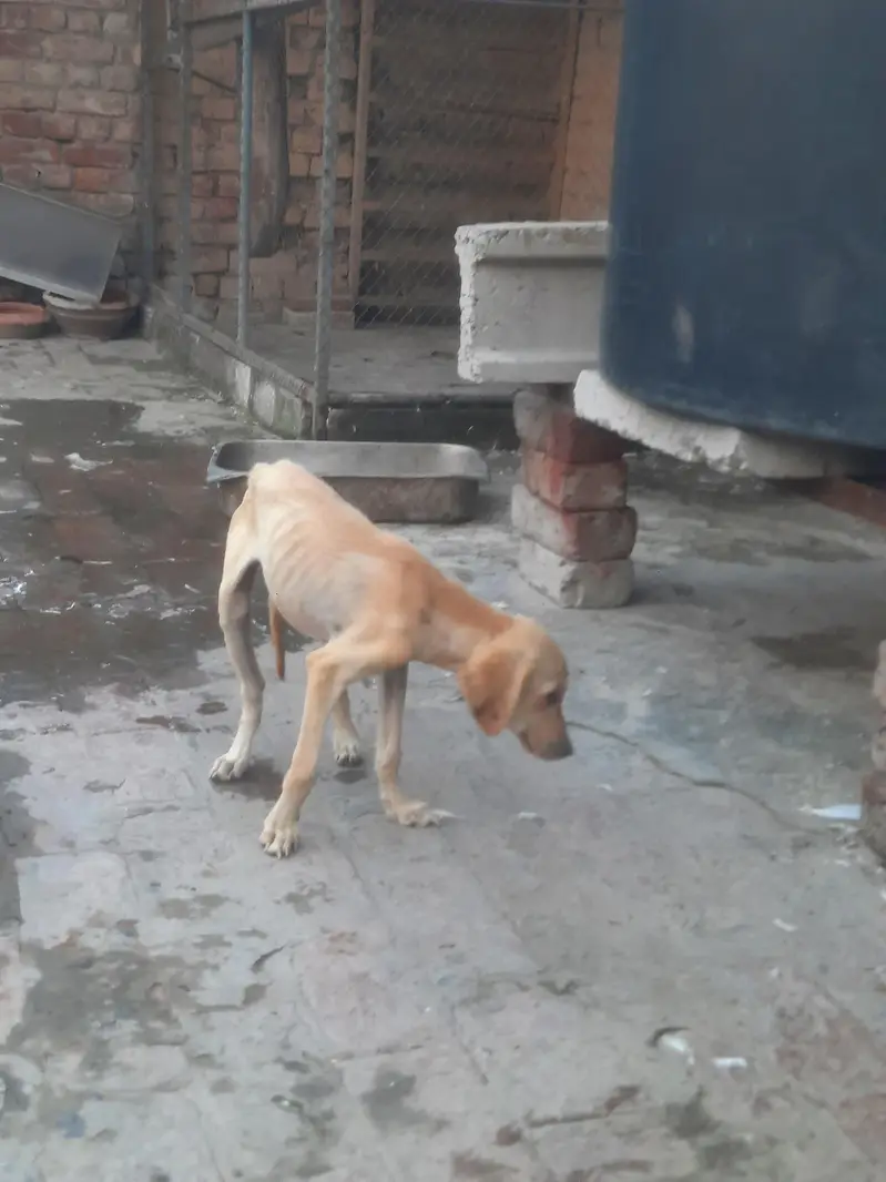 labra male puppy — photo 3