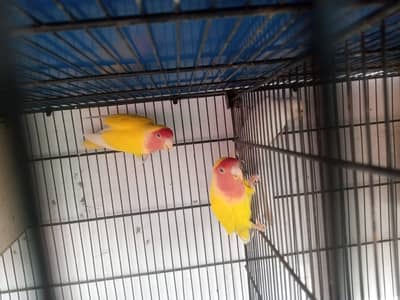 Birds selling