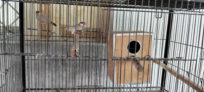 Java Finches Colony for Sale