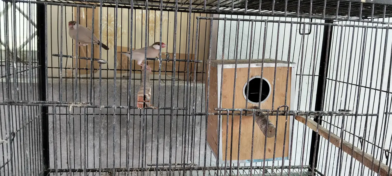 Java Finches Colony for Sale