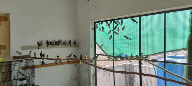 Java Finches Colony for Sale