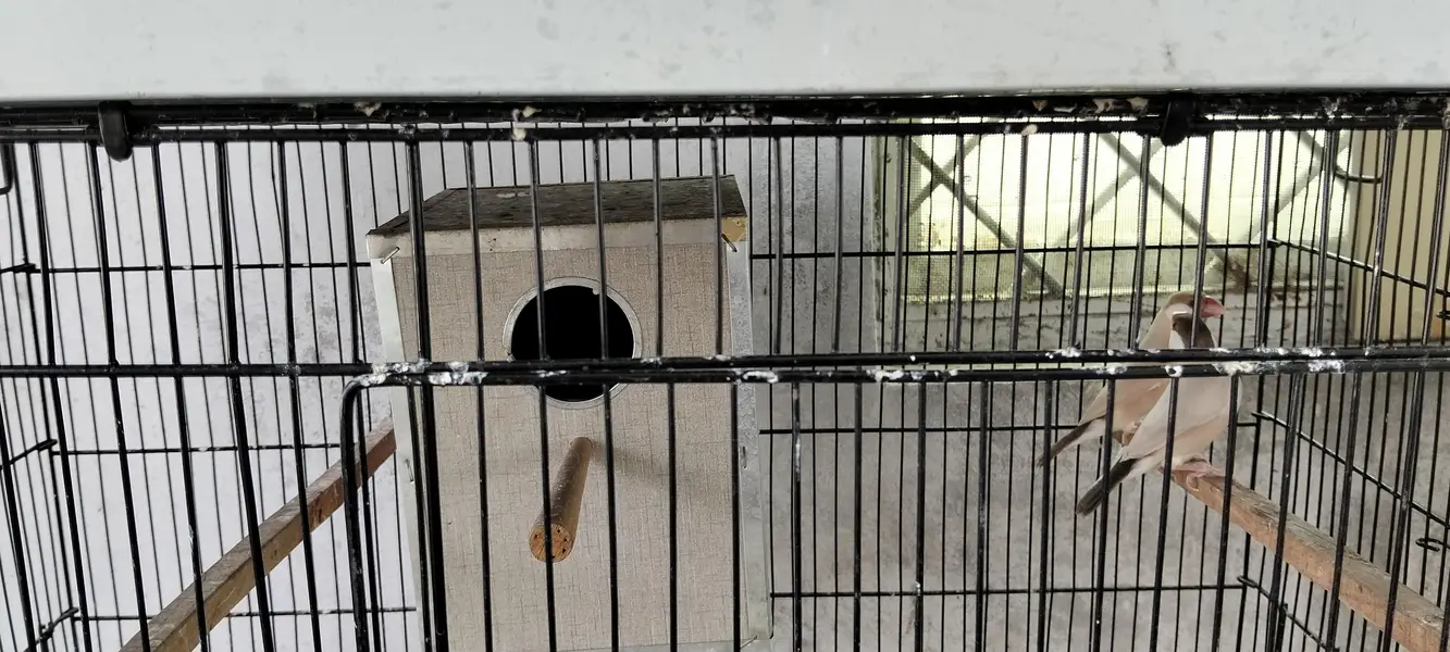 Java Finches Colony for Sale — photo 3