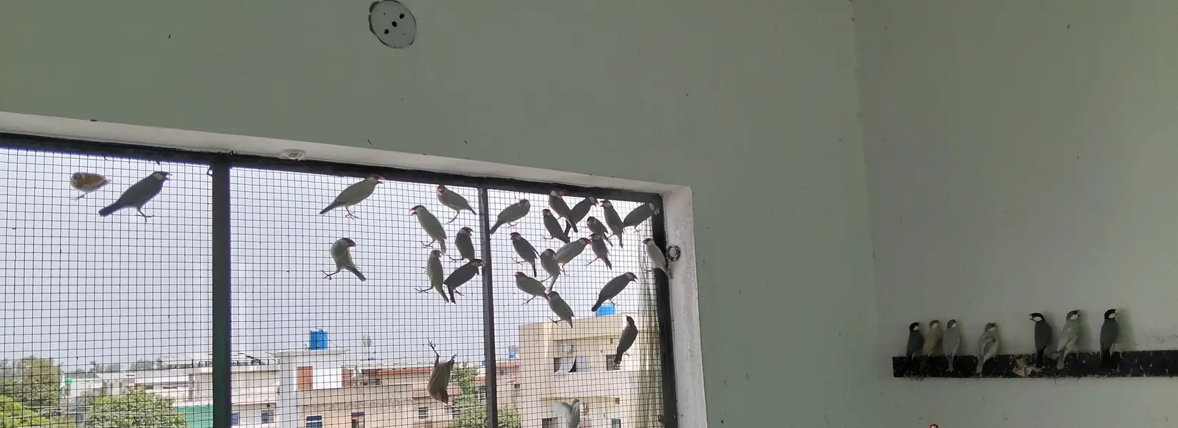 Java Finches Colony for Sale — photo 4