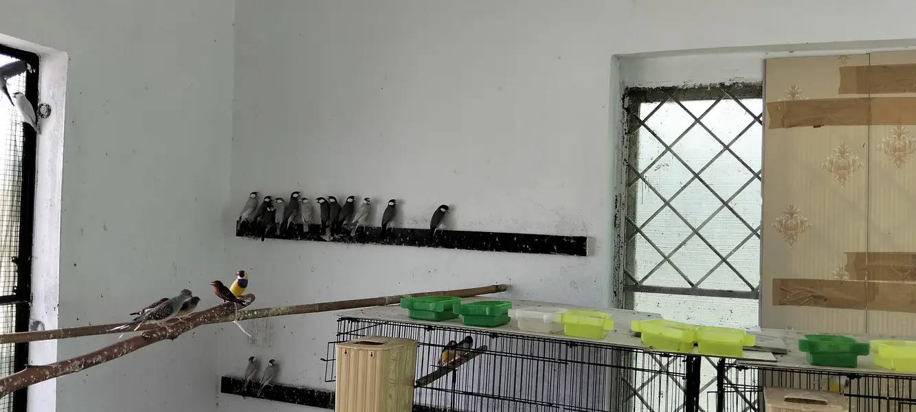 Java Finches Colony for Sale — photo 5