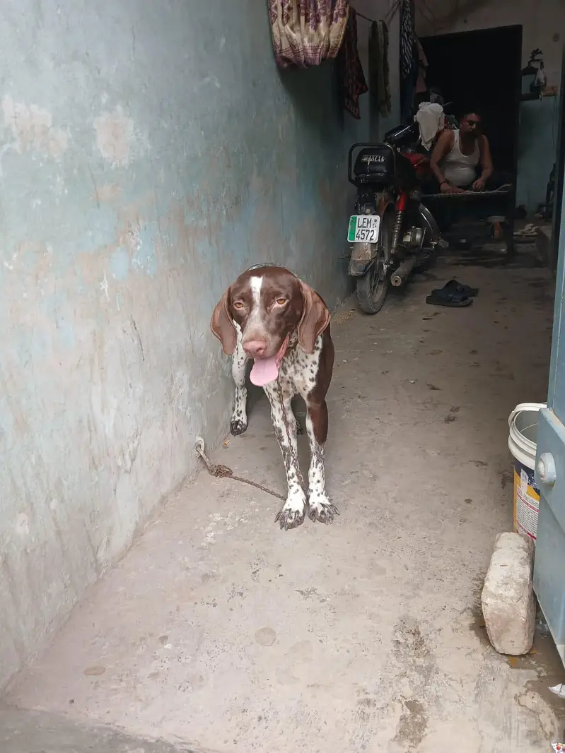 pointer — photo 2
