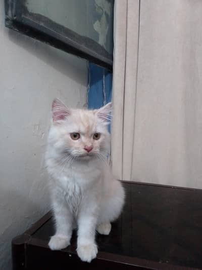 Persian kitten triple coated