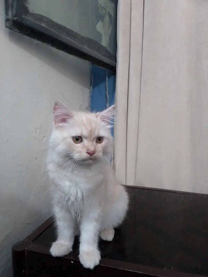 Persian kitten triple coated